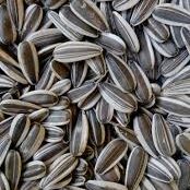 تخمه آفتابگردان