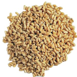 گندم پوست کنده